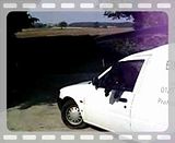 van dog training